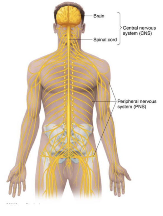 <p>brain and spinal cord</p>