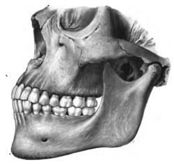 <p>Heterodont</p>
