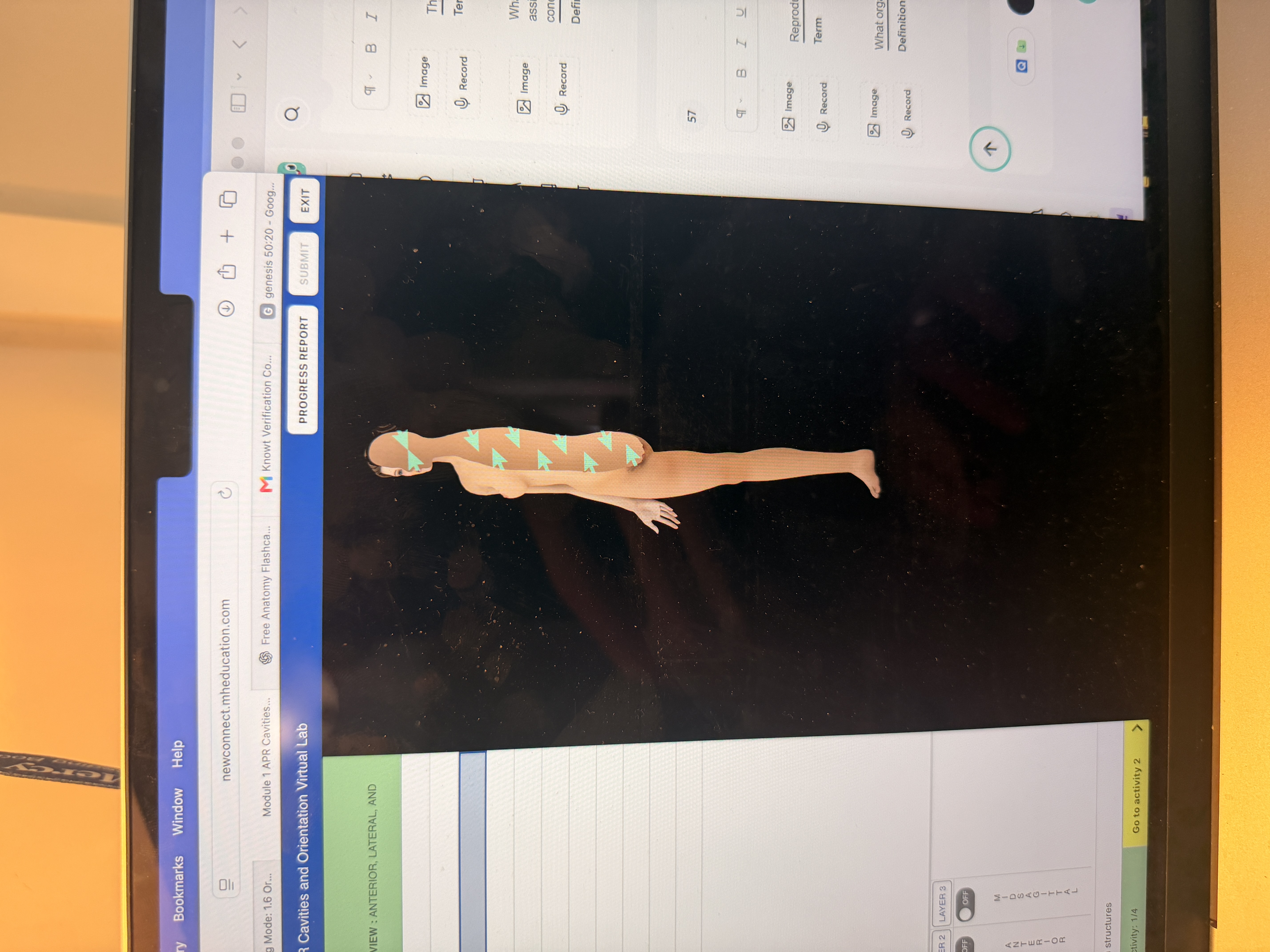 <p>What body orientation is this?</p>