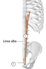 <p>Identify the structure</p>