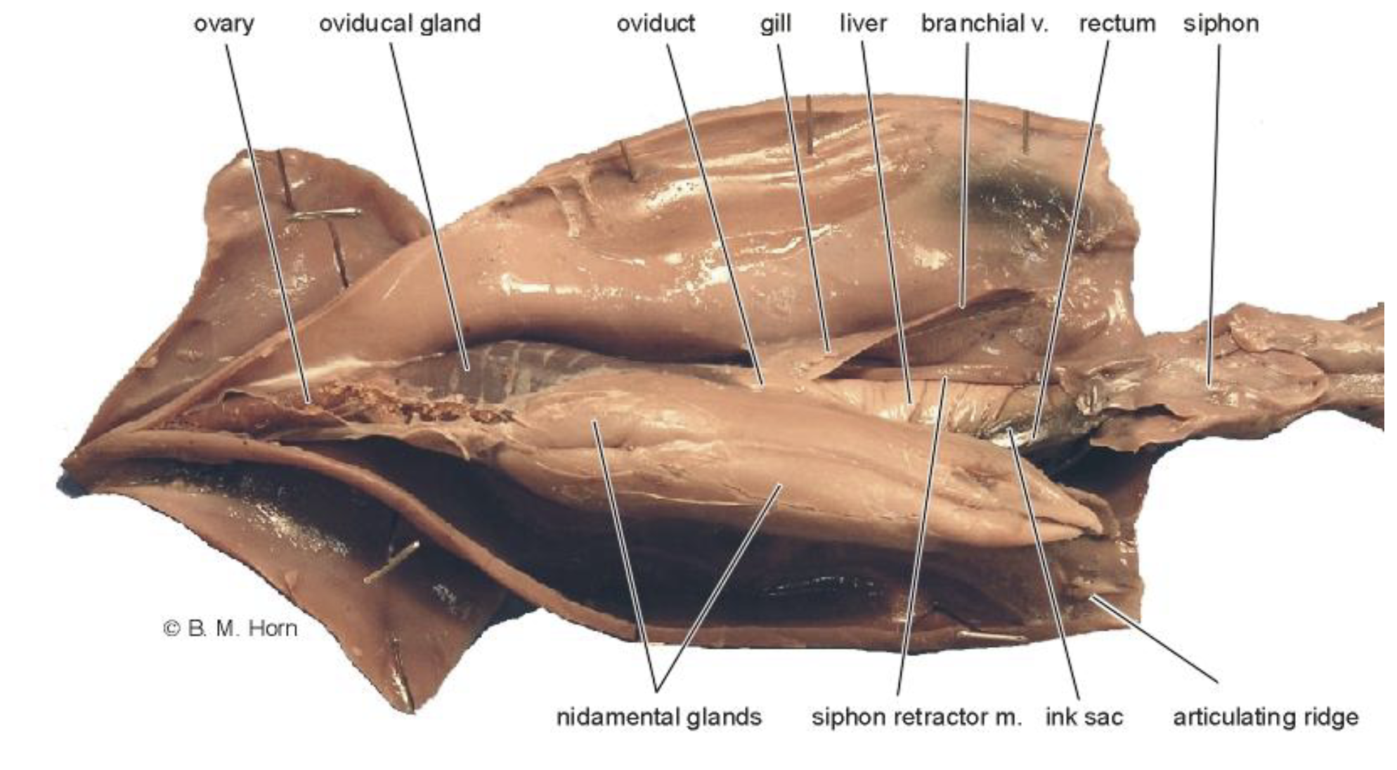term image
