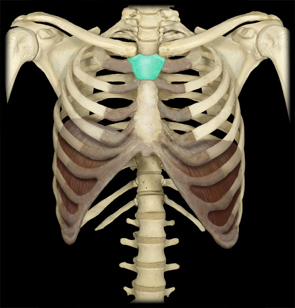 <p>What structure is shown?</p>