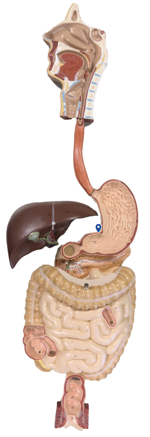 <p>Name this surface of the stomach.</p>