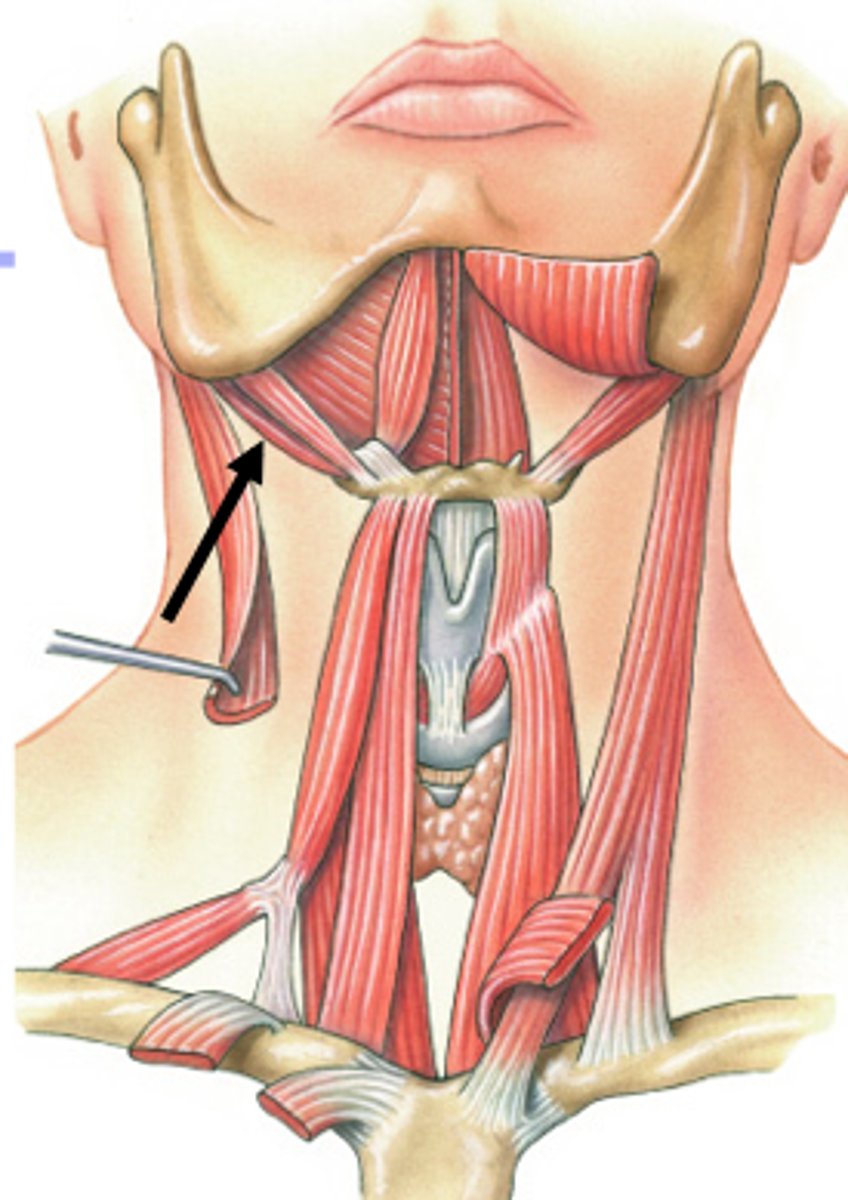 <p>Region: </p><p>Neck</p><p>Action:</p><p>Elevates hyoid</p><p>Innervation: </p><p>CN VII (Facial)</p>