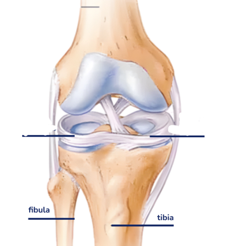 <p>Where is the medial meniscus </p>
