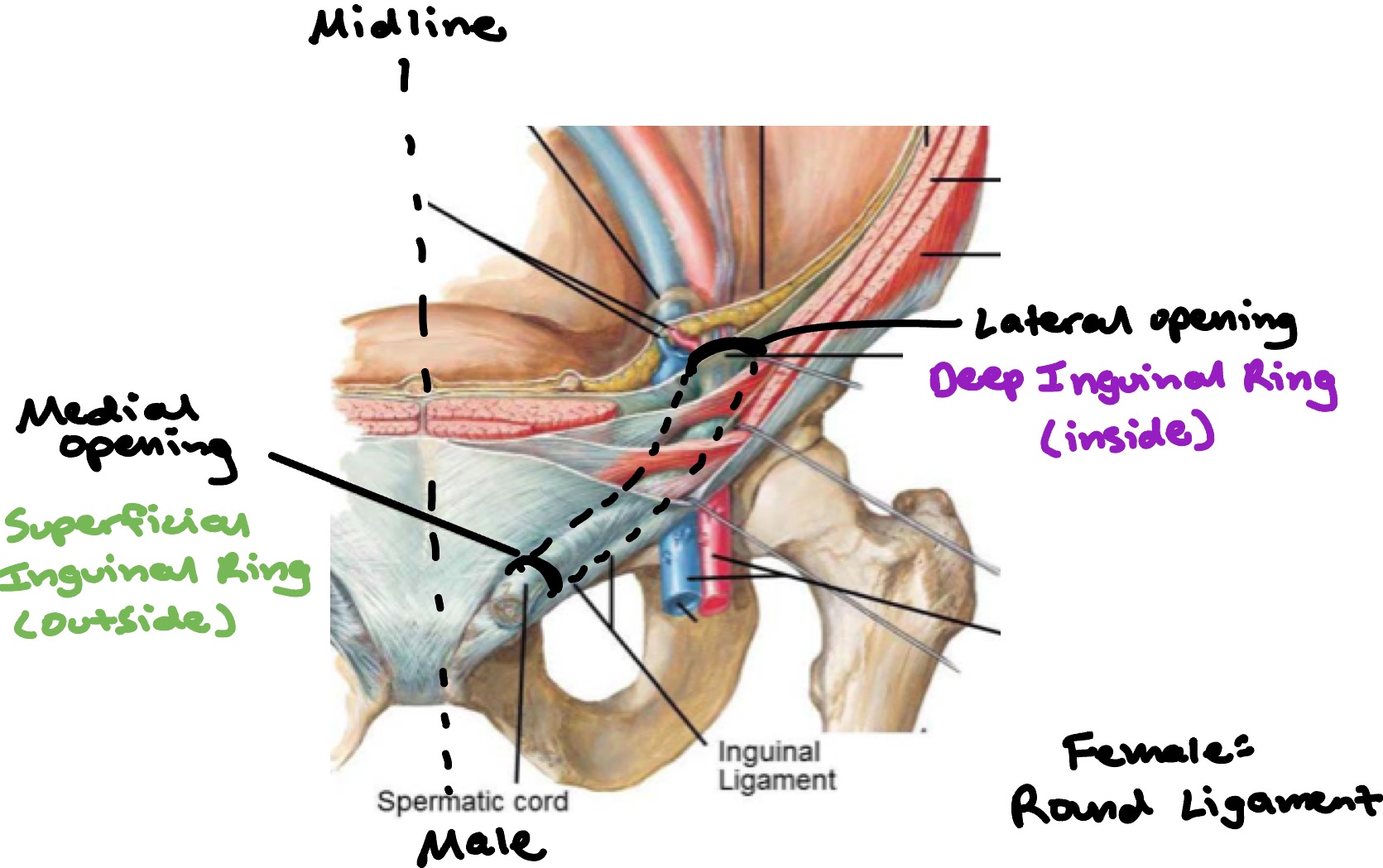 knowt flashcard image