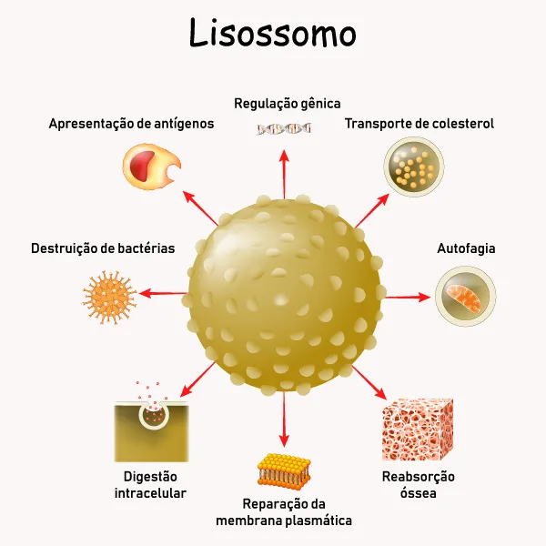 <p><span>O lisossomo</span></p>