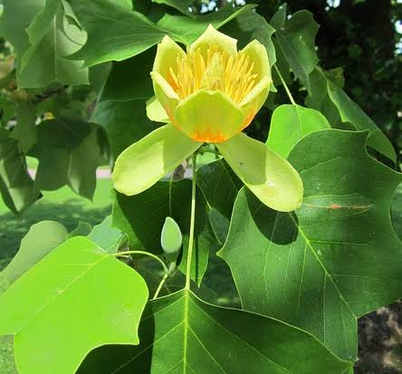 <p>Liriodendron tulpifera</p>
