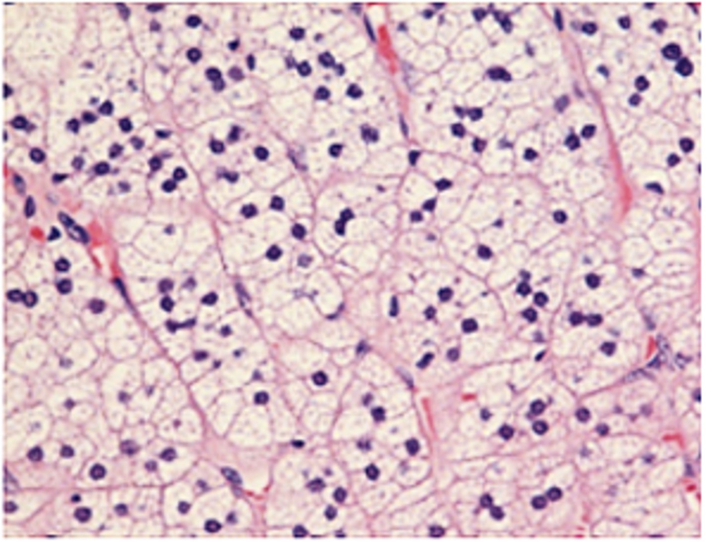 <p>Identify the specific region of the cortex</p>