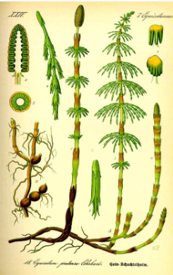 <p>among SLVPs that gave us coal (image: <em>Equisetum pratense</em>)</p>