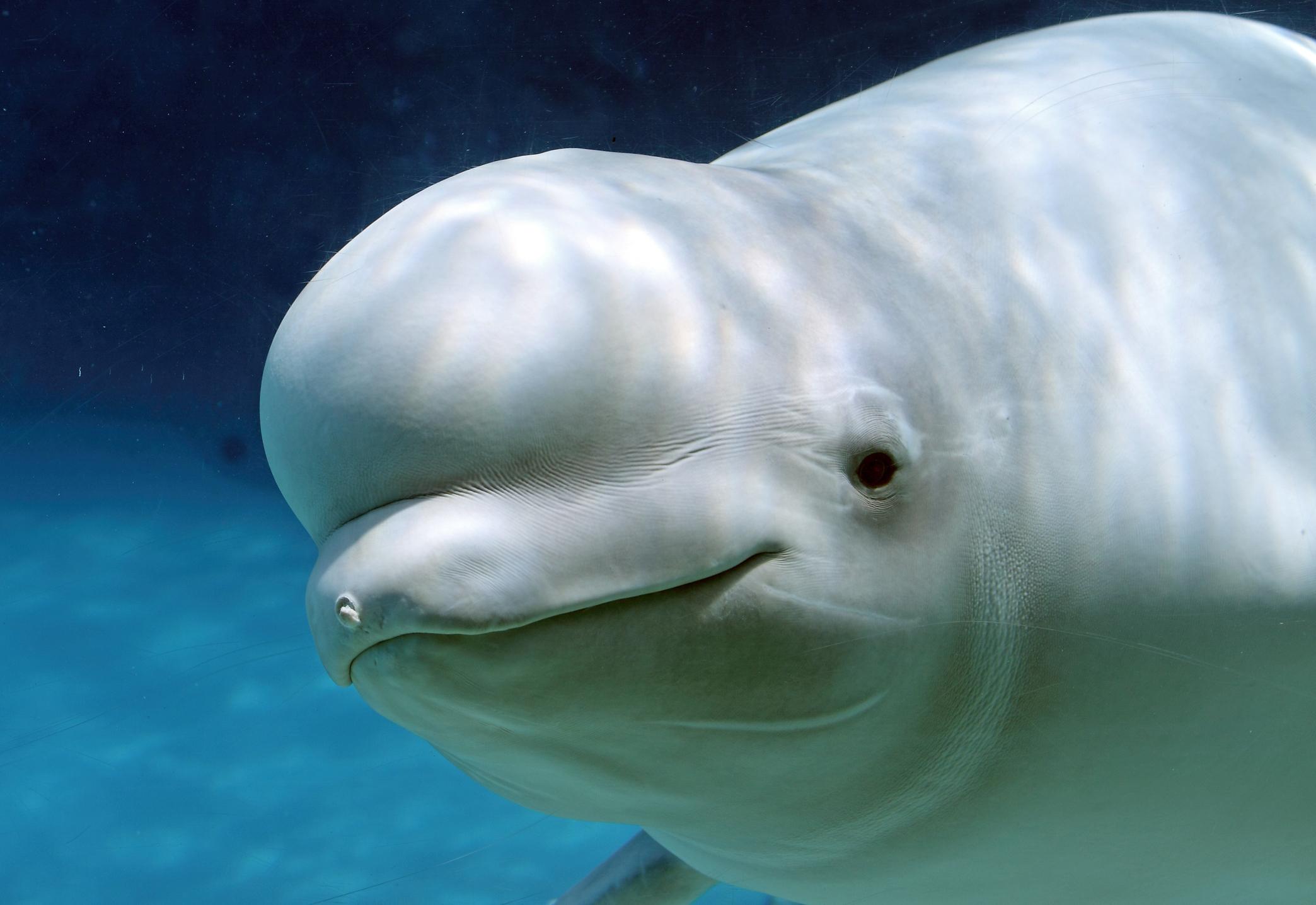 <p>beluga</p>