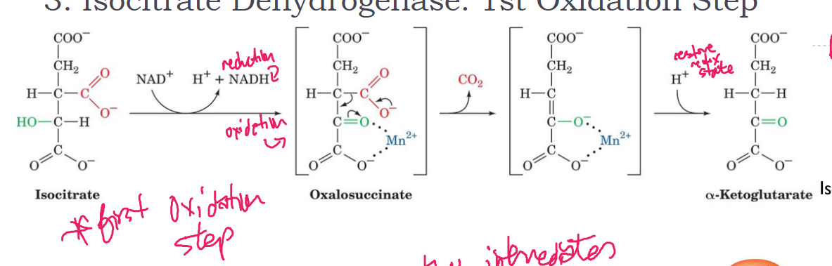 <p>(first oxidation step) Isocitrate dehydrogenase oxidizes the alcohol group in isocitrate into a ketone. Decarboxylation. NAD+ reduced to NADH</p><p>6C→ 5C</p><p>irreversible</p>