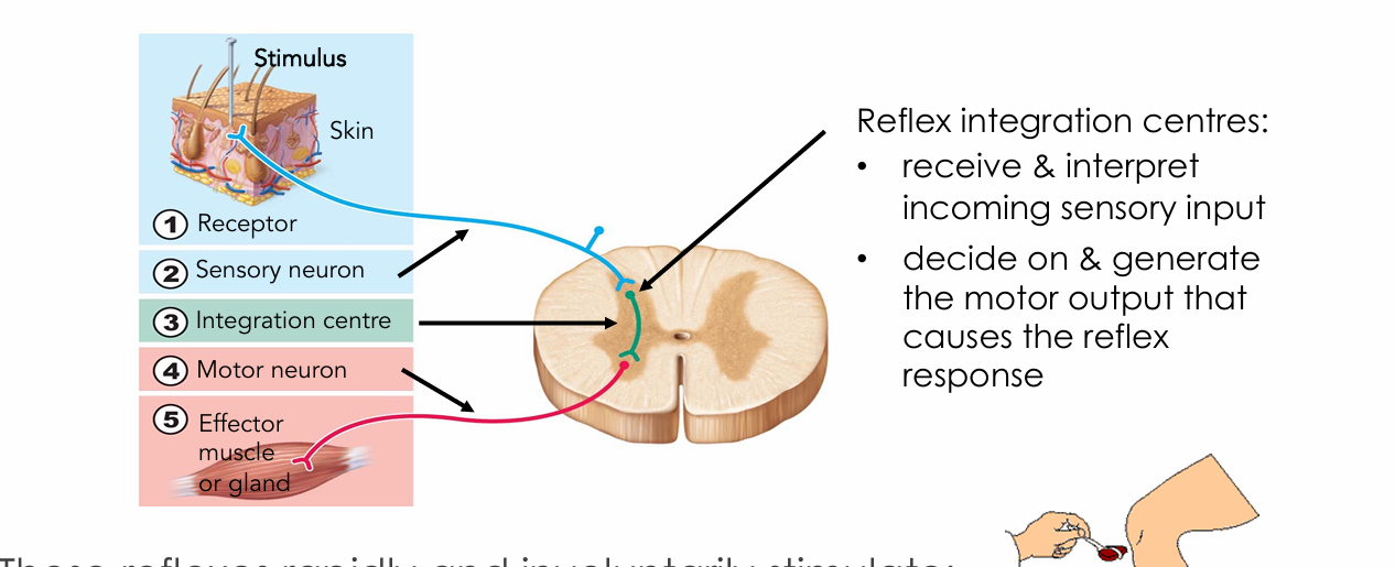 <ul><li><p>In the gray matter of the spinal cord</p></li></ul><p></p>