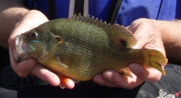 <p>Lepomis cyanellus</p><p>nonnative</p><p>large mouth, heavy/square body, gill cover is blue/black lined by orange/yellow, body dark green/blue</p>