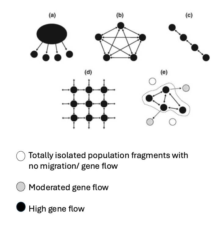 <p>(a) a mainland–island (or source–sink): the mainland’ (source) provides all the input to the island (sink) populations,<br><br>(b) an island structure: migration is equal among equal-sized islands,<br><br>(c) a linear stepping-stone structure: only neighbouring populations exchange migrants (as in riparian habitat along rivers)<br><br>(d) a two-dimensional stepping-stone structure: neighbouring populations exchange migrants<br><br>(e) metapopulation: empty circles indicate extinct populations and dotted ones newly founded populations.</p>