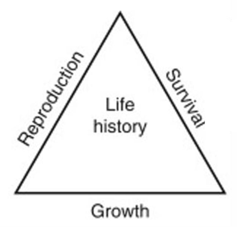 <p>life history traits affect timing of repro &amp; survival </p><ul><li><p>evolutionary outcomes </p><ul><li><p>repro age begins</p></li><li><p>repro frequency </p></li><li><p># offspring / repro cycle</p></li><li><p>more </p></li></ul></li><li><p>limited amt of energy </p><ul><li><p>trade-offs → split energy across survival, repro, &amp; growth </p></li></ul></li></ul><p></p>