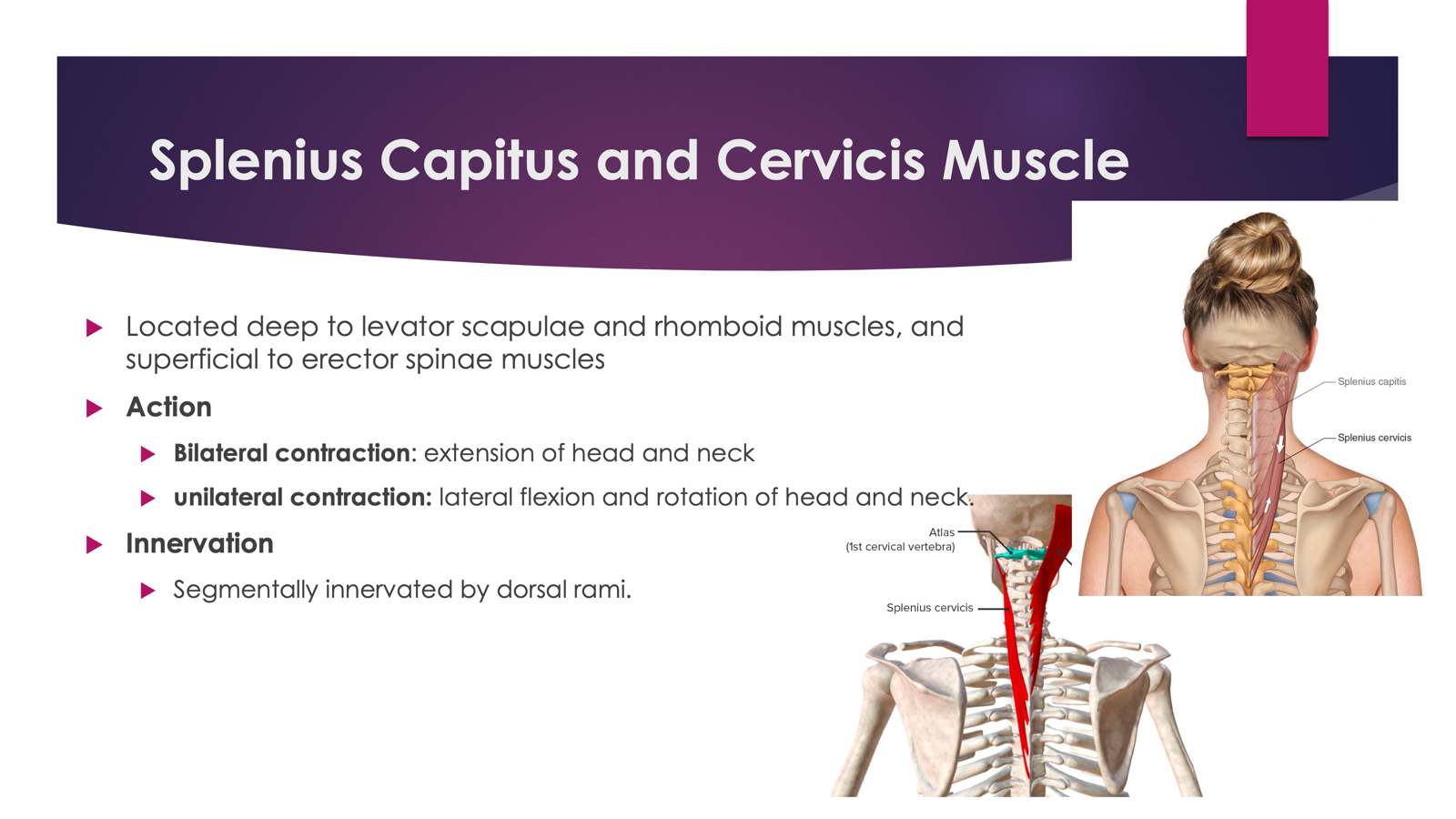 <p><span><strong>Located</strong> deep to levator scapulae and rhomboid muscles, and superficial to erector spinae muscles</span></p><p><span><strong>Action</strong></span></p><p><span>Bilateral contraction: extension of head and neck</span></p><p><span>unilateral contraction: lateral flexion and rotation of head and neck.</span></p><p><span><strong>Innervation</strong></span></p><p><span>Segmentally innervated by dorsal rami. (</span>Dorsal (posterior) rami of spinal nerves)</p><p></p><table style="min-width: 25px;"><colgroup><col style="min-width: 25px;"></colgroup><tbody><tr><td colspan="1" rowspan="1"><p></p></td></tr></tbody></table><table style="min-width: 25px;"><colgroup><col style="min-width: 25px;"></colgroup><tbody><tr><td colspan="1" rowspan="1"><p></p></td></tr></tbody></table><p></p>