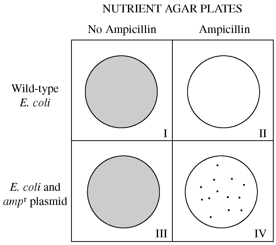 <p>In a transformation experiment, a sample of E. coli bacteria was mixed with a plasmid containing the gene for resistance to the antibiotic ampicillin (ampr). Plasmid was not added to a second sample. Samples were plated on nutrient agar plates, some of which were supplemented with the antibiotic ampicillin. The results of E. coli growth are summarized below. The shaded area represents extensive growth of bacteria; dots represent individual colonies of bacteria.<br><br>Plates that have only ampicillin-resistant bacteria growing include which of the following?</p>