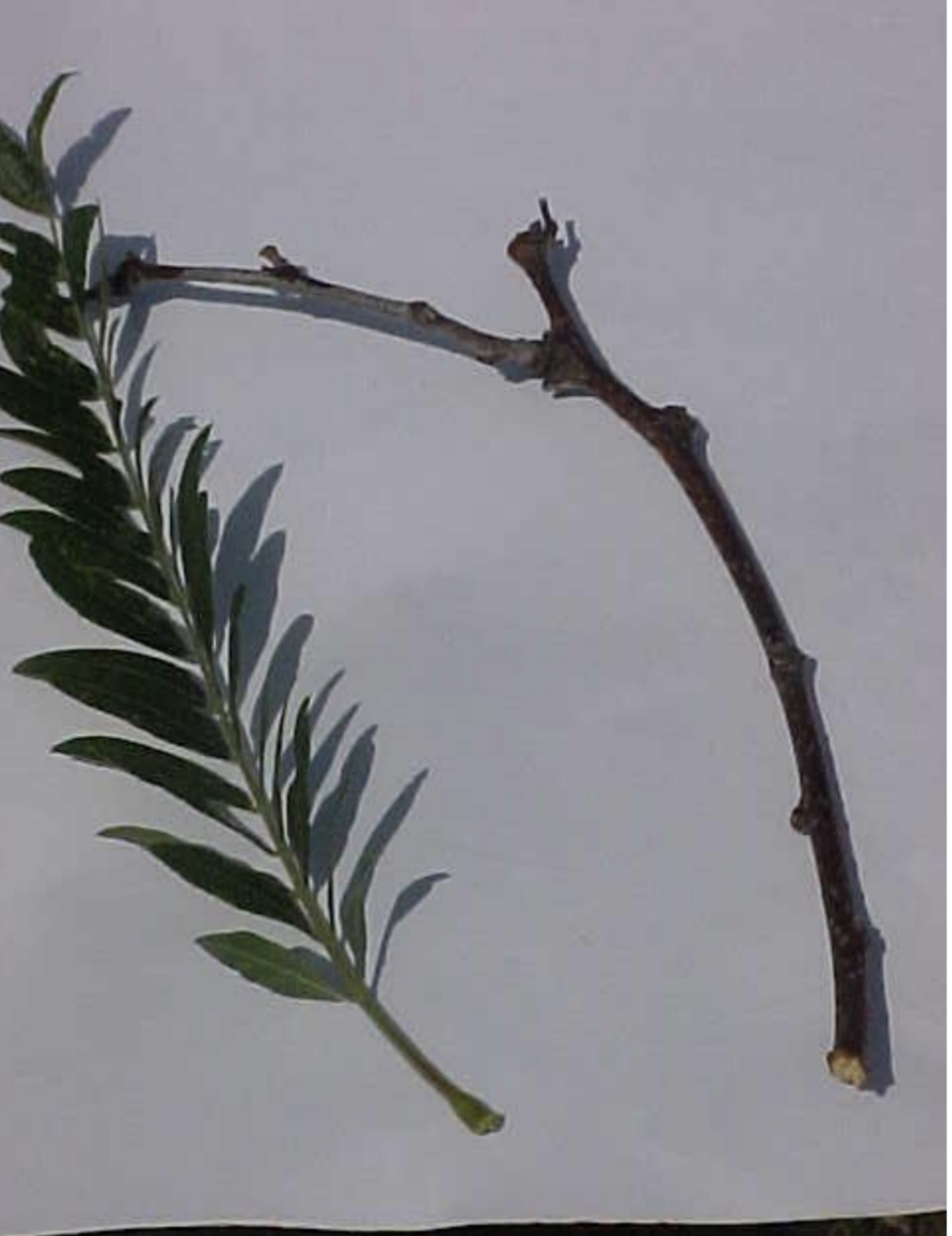 <p>What is this branch?</p>