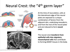 <p>On top of the neural tube</p>