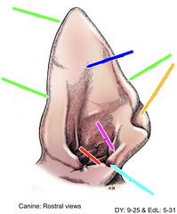 <p>green line (lateral side)</p>