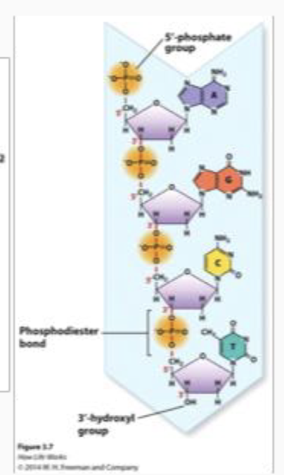 <p>Polymers consist of Linear nucleic acid polymer</p>