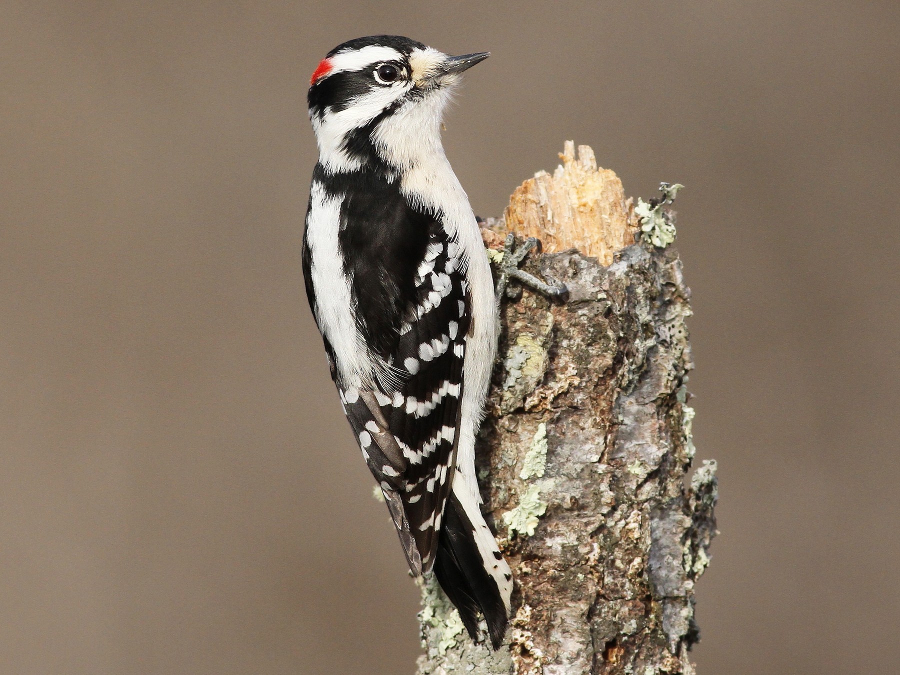 <p>Order Piciformes Family Picidae</p>
