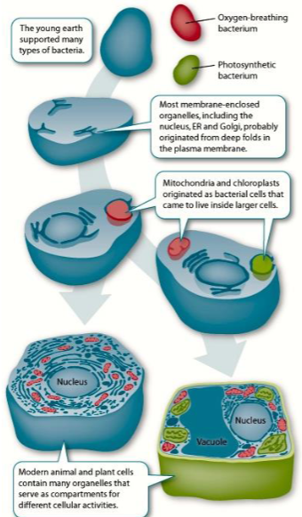 <p><span style="font-family: Calibri, sans-serif; line-height: 115%;">Dat is de theorie die bewijst dat een mitochondriën en chloroplast ooit een aparte cel waren die opgeslokt is. Vroeger was O2 giftig. Pas vanaf een cel via fagocytose een cyanobacterie heeft opgenomen konden cellen O2 verwerken en gebruiken. Omdat de cyanobacterie veel voordelen had bleef de cel deze bijhouden i.p.v. deze af te breken. Hetzelfde geld voor de mitochondriën. Er zijn drie grootte argumenten die deze theorie bevestigen. Ze hebben beide een dubbel membraan, één zal afkomstig zijn van hun oorspronkelijk membraan, het andere is afkomstig van de cel die aan fagocytose deed. Vervolgens hebben ze een circulair DNA, net zoals een bacterie, omdat ze ooit een bacterie waren. En als laatste kunnen ze zichzelf splitsen, net zoals een bacterie.</span></p>