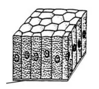 <p>Tall, column-shaped epithelial cells specialized for absorption and secretion.</p>