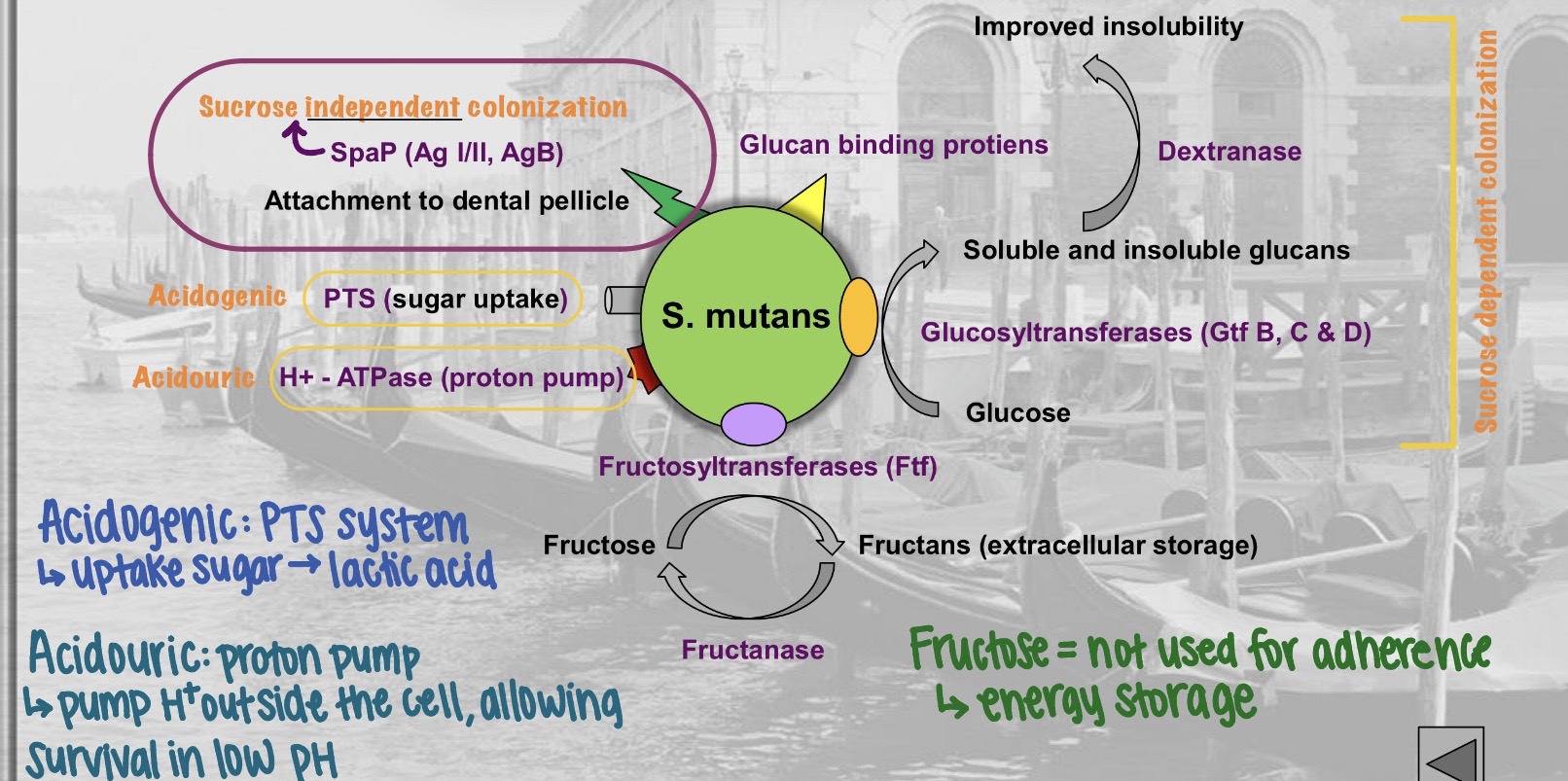 <p>Acidogenic (PTS system), Acidouric (proton pump), sucrose independent adherence (SpaP; Ag I/II, AgB; attachment to dental pellicle), sucrose independent adherence (glucose - glucosyltransferases - glucan binding proteins, dextranase). Fructose stored as energy. </p>