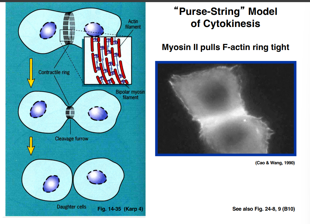 <p><span style="background-color: transparent;"><strong>&nbsp;Cytokinesis</strong></span></p>