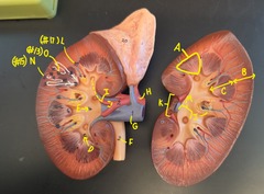 <p>Identify E</p>