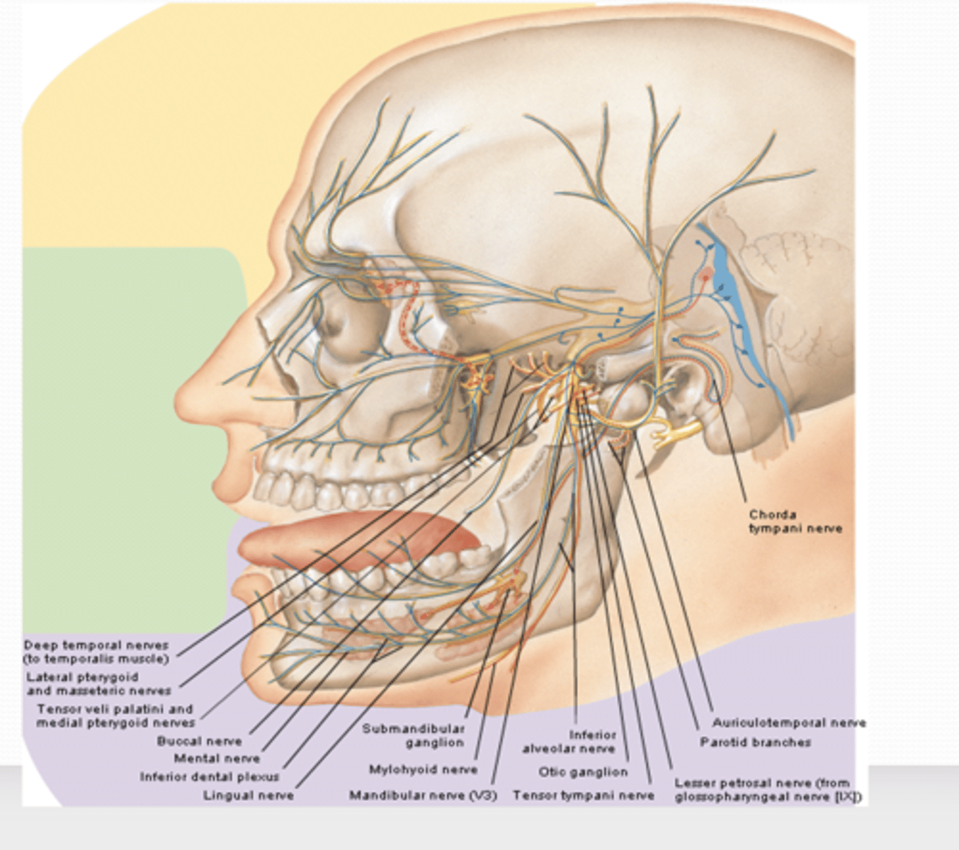 <p>What are the sensory branches of the mandibular nerve (CN V3)? </p>