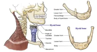 <ul><li><p>doesn’t articulate with any bone, js kinda suspended</p></li><li><p>U-shaped</p></li><li><p>more in the throat area</p></li></ul><p></p>