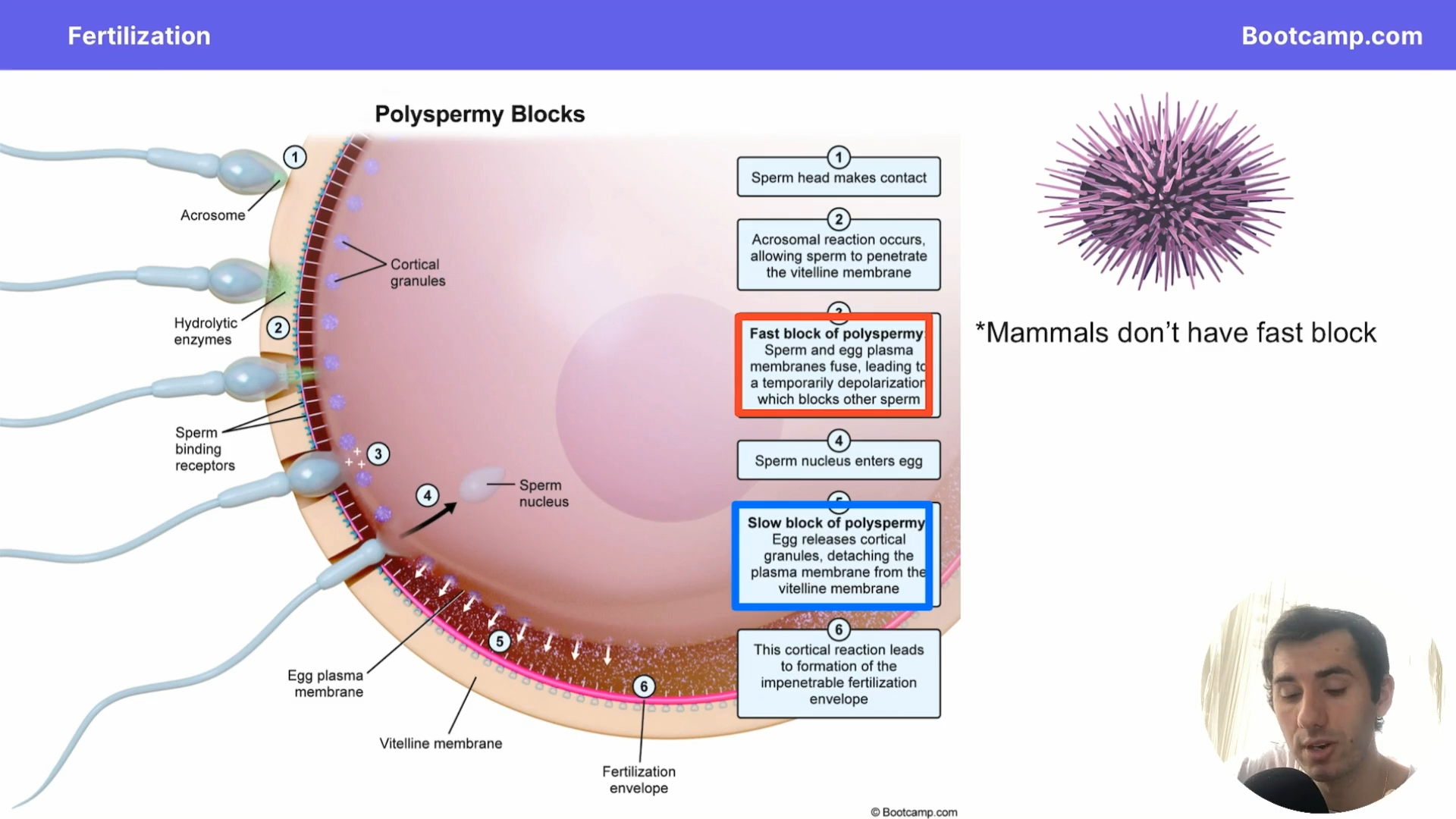 <ol><li><p>Sperm head makes contact</p></li></ol><p></p><ol start="2"><li><p>Acrosomal Reaction occurs, allowing sperm to penetrate into the viteline membrane</p></li></ol><p></p><ol start="3"><li><p><strong>Fast Block</strong> of <strong>polyspermy: </strong>Sperm and egg plasma membranes fuse, leading to a temporariy <strong>depolarization</strong> which blocks sperm from entering. (Na+ influx)</p></li></ol><p></p><ol start="4"><li><p>Sperm nucleus enters the egg</p></li></ol><p></p><ol start="5"><li><p><strong>Slow Block </strong>of <strong>Polyspermy: </strong>egg releases <strong>cortical granules</strong>, dethatching the <strong>plasma membrane </strong>from the vitelline membrane.</p></li></ol><p></p><ol start="6"><li><p>Cortical reaction leads to the formation of <strong>impenetrable </strong>fertilization envelope.</p></li></ol><p></p>