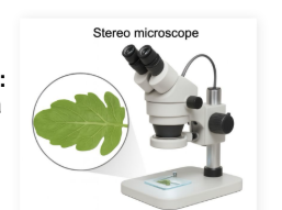 <p><strong>Low magnification </strong>is used to view the <strong>surface </strong>of a specimen</p><ul><li><p>3d</p></li></ul><p></p>