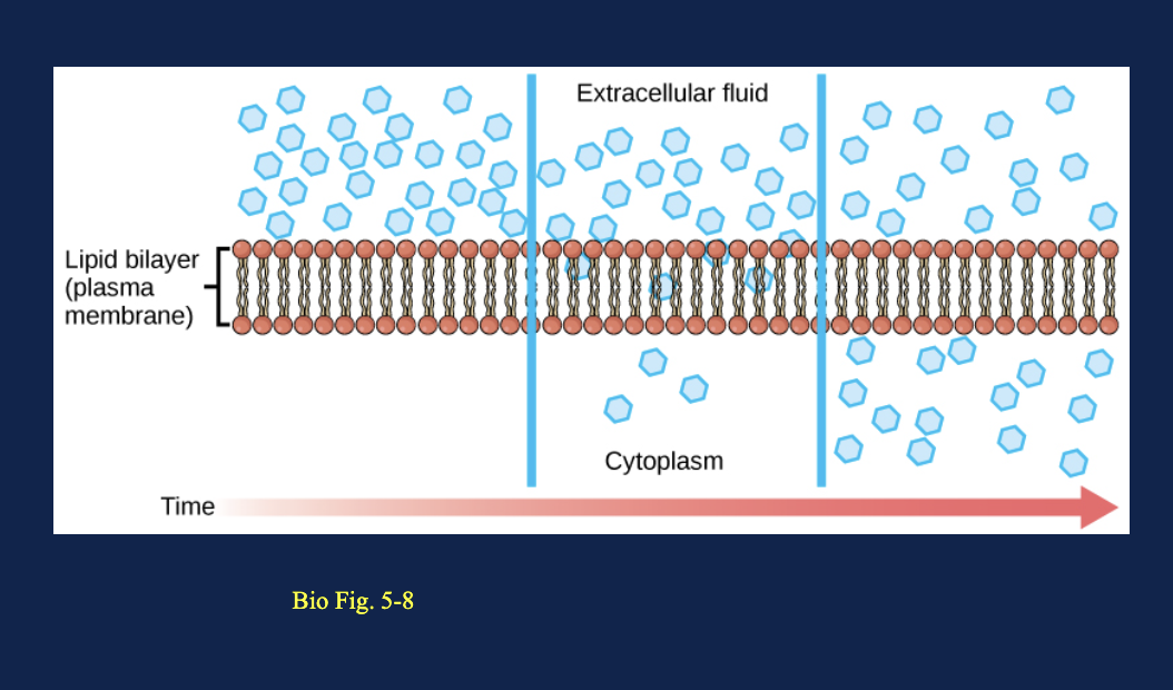 <p>In the diffusion figure, why is there net movement of blue molecules from the extracellular fluid into the cytoplasm?</p>