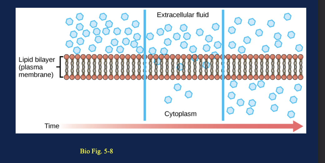 <p>What happens to the distribution of molecules over time during diffusion?</p>