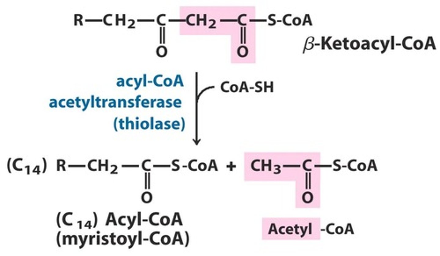 <p>____Cleavage (Thiolysis)____</p><p>β-ketoacyl-CoA has an acetyl-CoA molecule cleaved off, leaving behind a fatty acyl-CoA 2 C shorter than when it entered that pass of beta oxidation.</p>