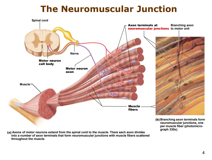 <p>axons of motor neurons extend from spinal cord towards muscle!</p><p>divides into axon terminals that form NEUROMUSCULAR JUNCTIONS with muscle fibers across muscle. (1 per fiber)</p><p>action potential/electrical impulse travels down this axon into synaptic terminal, opeing voltage gated Calcium Channels</p><p>calcium enters neuron terminal.</p>