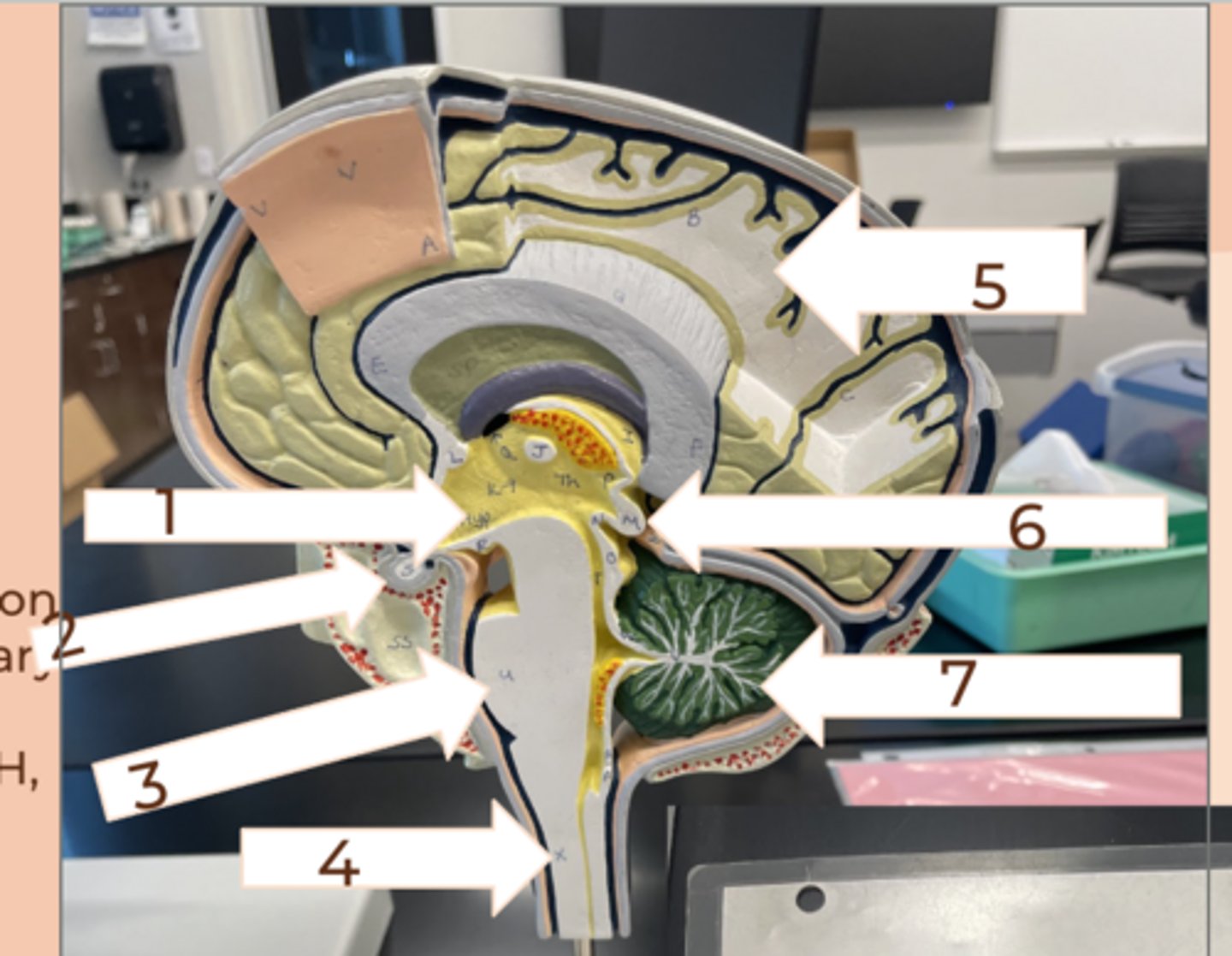 <p>#5</p><p>• largest region of brain divided into lobes</p>