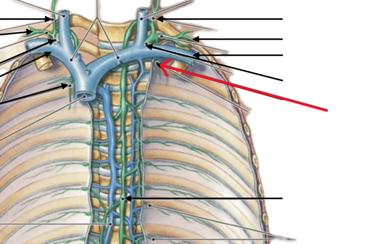 <p>Which lymphatic organ:</p><ul><li><p>Runs spine, left of brachiocephalic vein</p></li></ul><p></p>