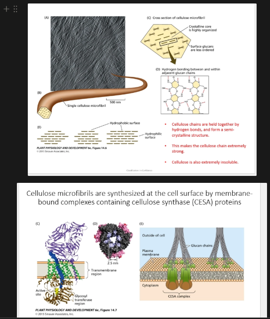 <ul><li><p>major component of the cell wall (both primary and seconday are mostly made of this)</p></li></ul><p>(structure)</p><ul><li><p>exist as microfibrils, linear &amp; unbranched fibre structures that form cables, that form a framework around the cell</p></li><li><p>are polymers of b-glucose, 1-4 beta-linked glucose monomers (linked between the 1 &amp; 4 positions on the sugar), of 2000-25000 units </p></li><li><p>this linkage is highly unsoluble (cannot digest in animals)</p></li><li><p>polymers associate with H bonding, to form microfibrils - with overall stability and flexibility due to their ordered crystalline core (of H bonded glucan chains), and less ordered glucans around their outer</p></li><li><p>depending on the organisation of their polymer chains (can be synthesised differently as needed), they can have different surfaces on the polymer being hydrophobic or hydrophilic</p></li></ul><p>(synthesis)</p><ul><li><p>synthesised at the plasma membrane, from components from inside the cell, to produce these fibres to the outside of the cell to form the cell wall</p></li><li><p>done by the CesA (Cellulose Synthase) protein complex, membrane bound - 3 subunits associate that each form 1 chain, then 6 of these trimers associate - forming the overall complex</p></li><li><p>this enables glucan chains to be formed, and twist all together to form microfibrils with H bonds, outside of the cell</p></li><li><p>they are then layered onto eachother to form the cell wall</p></li><li><p>CesA complexes are reorganised, rather than the cellulose itself, to reorganise where cellulose is deposited in the cell wall </p></li></ul><p></p>