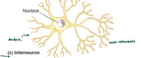 <ul><li><p>multipolar neuron</p></li></ul><p></p>