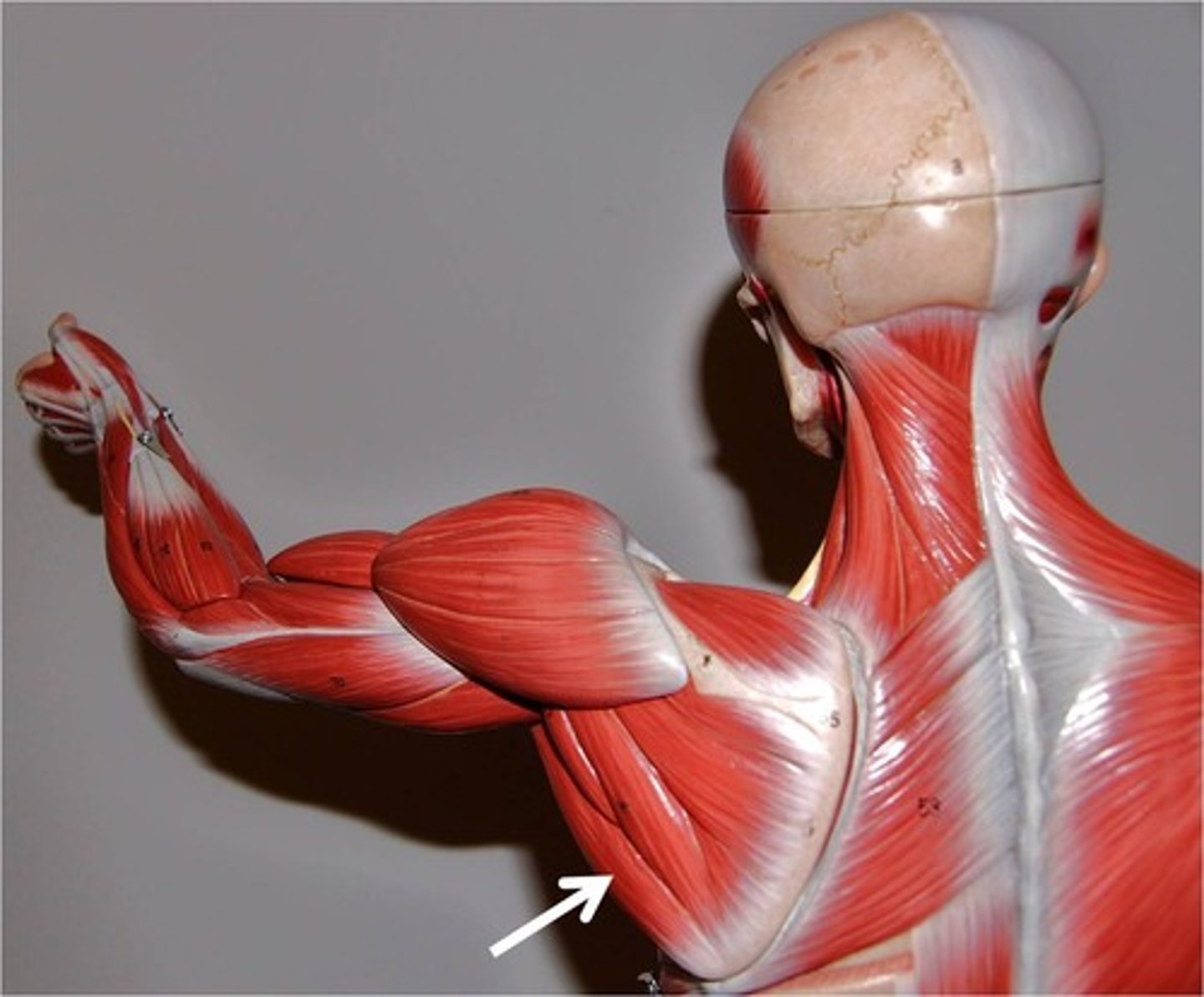 <p>Action - extends, adducts and medially rotates arm</p>