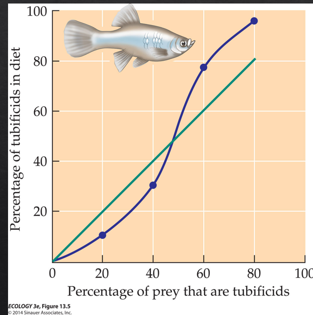 <p>driven by <strong>search image formation</strong> — a learning process where predators become more efficient at detecting and capturing a prey type the more frequently they encounter it.</p><p>most effective at hunting the most common prey</p><p>stabilizing </p>