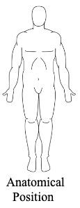 <p>body erect, feet slightly apart, palms facing forward</p>