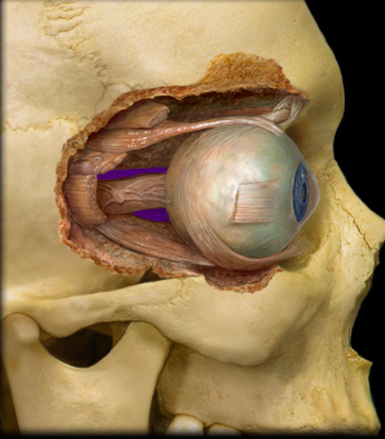 <p>identify the structure:</p>