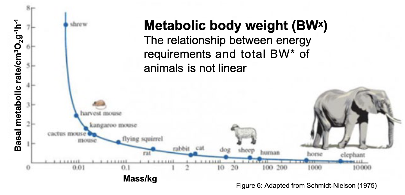 <ul><li><p>not linear</p></li><li><p>100kg animal does not require 2 x the energy as a 50 kg animal</p></li><li><p>In most cases smaller animals have a greater energy requirement per unit BW</p></li></ul><p></p>
