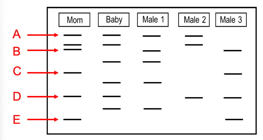 <p>Which of the following labeled bands in the mother's DNA has the fewest number of base pairs (i.e. fewest number of nitrogenous bases) and is therefore the shortest DNA fragment?&nbsp;</p>